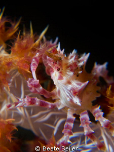 Soft coral procelain crab by Beate Seiler 